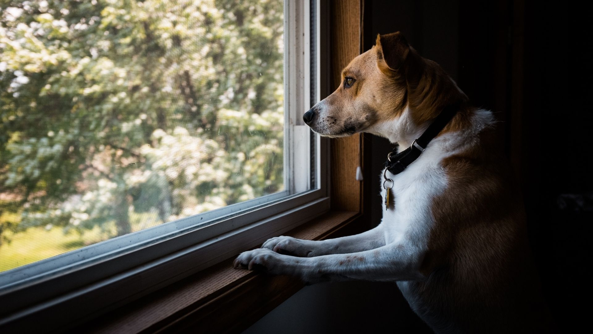 A dog waiting and looking out of the window