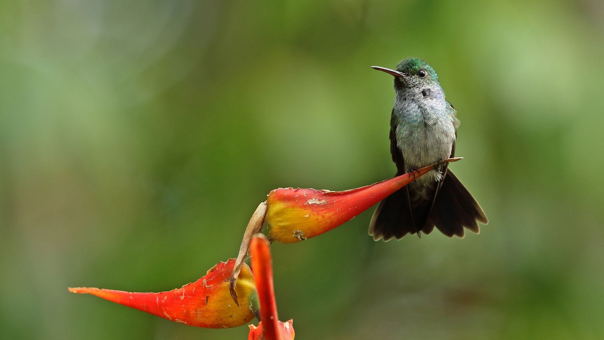 Interesting Fact: Hummingbirds can't walk