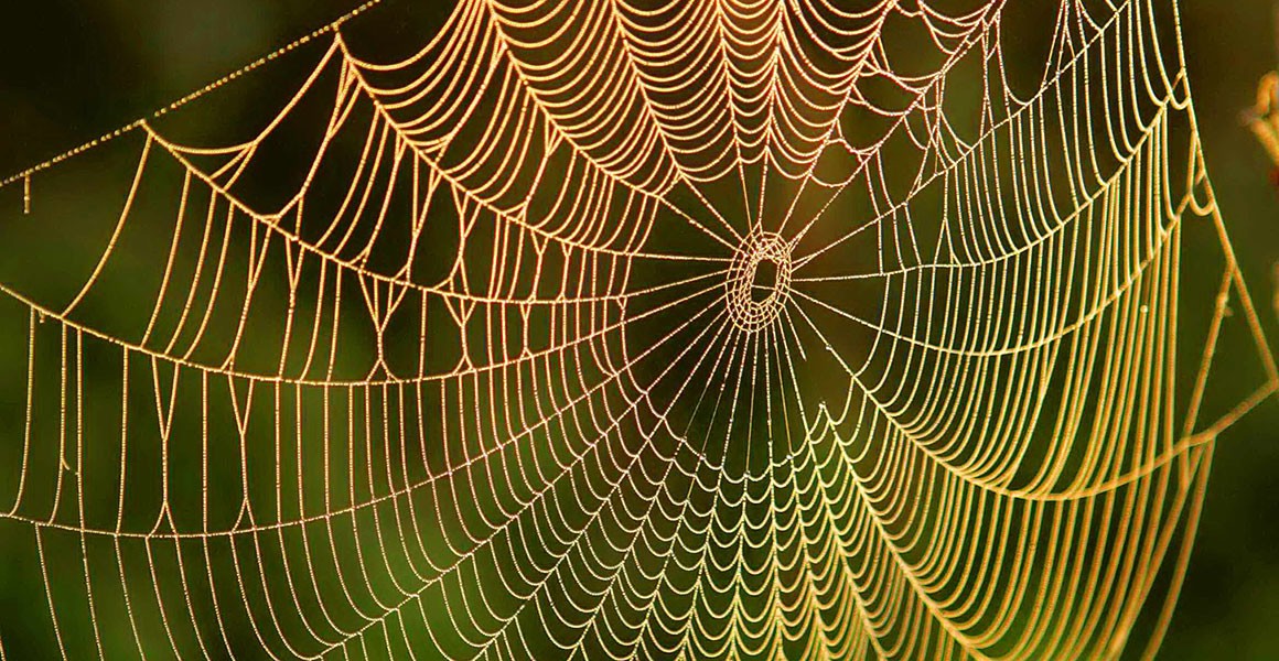 Spider silk is five times stronger than steel