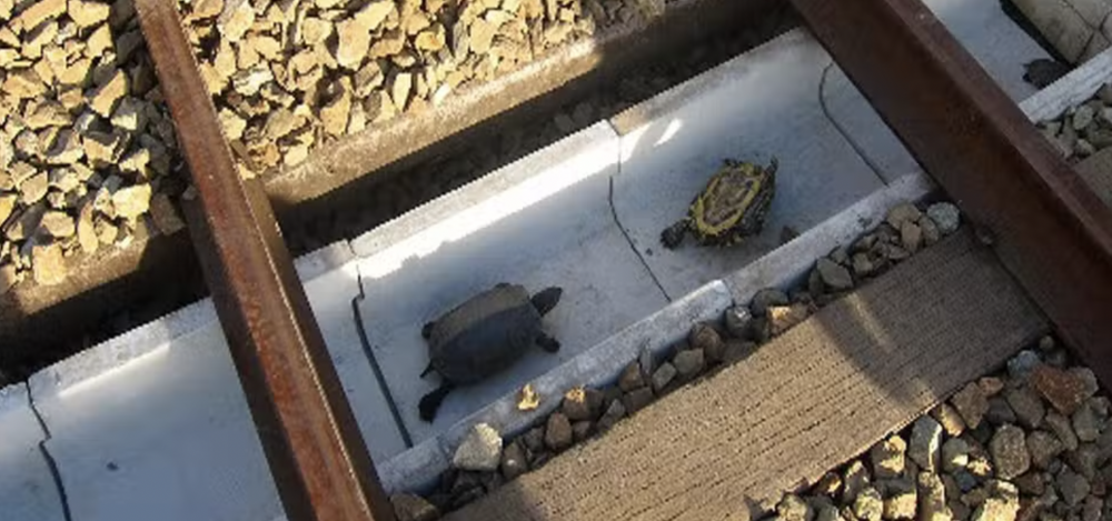 There are turtle tunnels in Japan to save them from being run over by trains