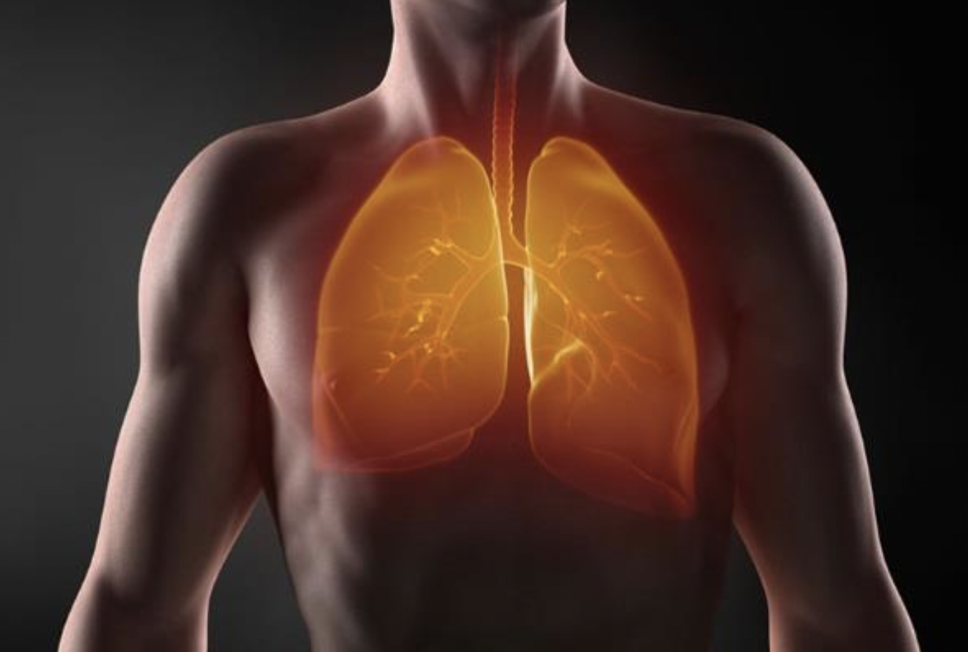 Interesting Fact: Your left lung is about 10 percent smaller than your right one