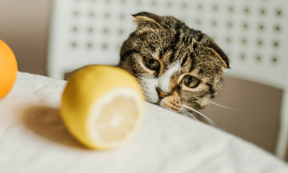Cats hate citrus scents.