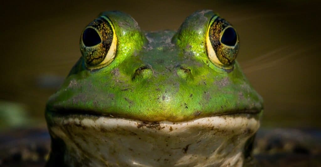Frogs can see in all directions at once