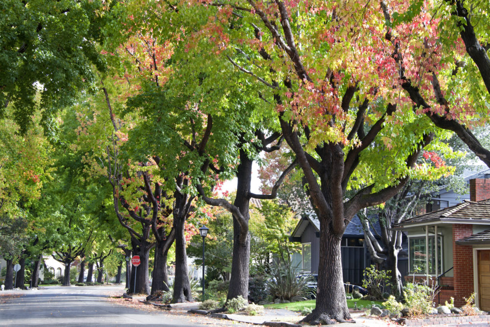 Trees on your block can make you feel as healthy as someone who's seven years younger