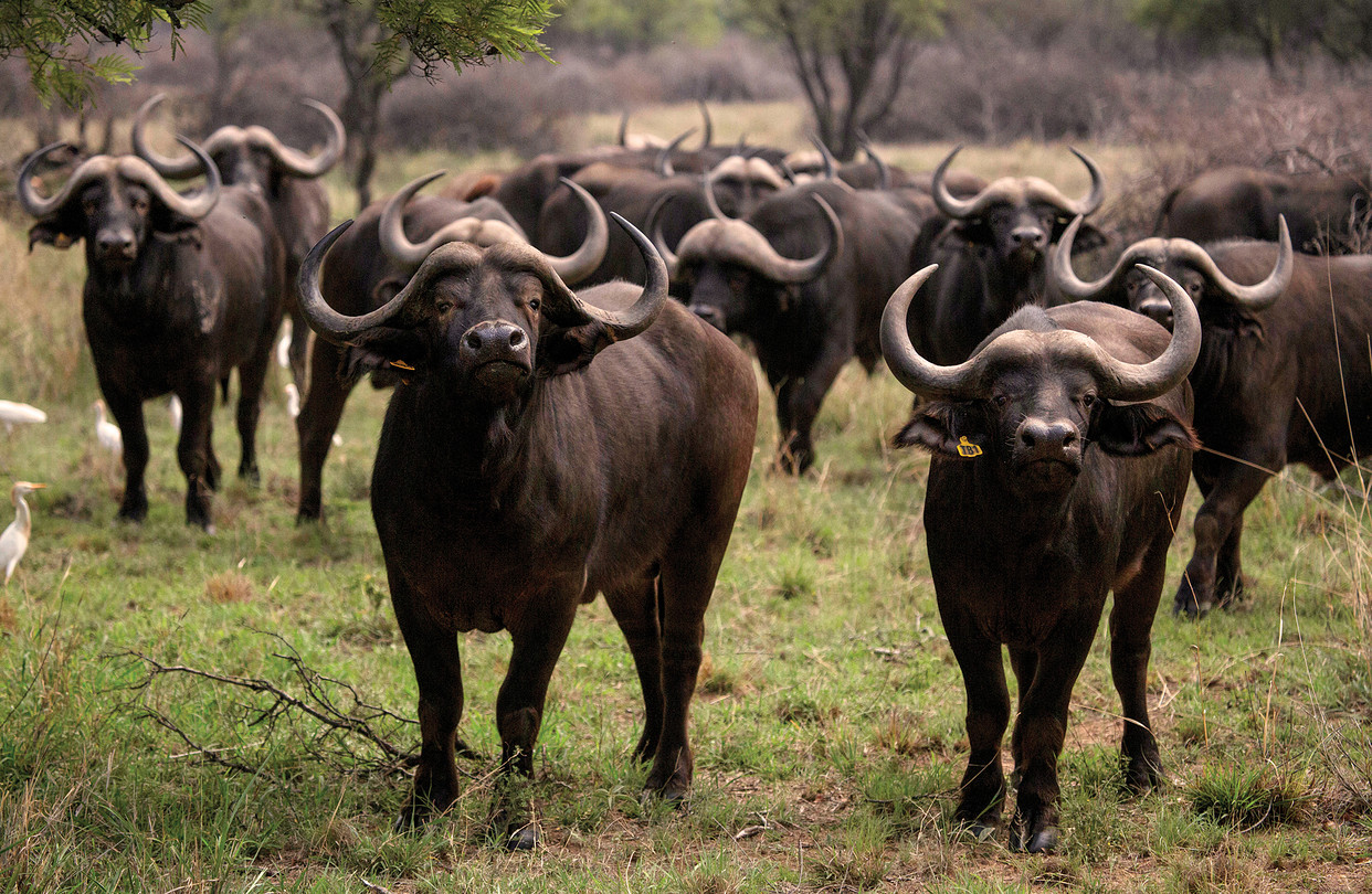 African buffalo herds make decisions by voting