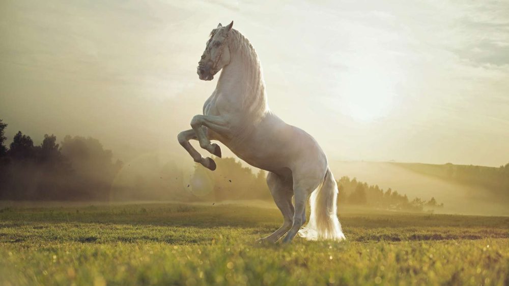 Although it may seem safe to assume that one horsepower is the output a horse can create at any one time, that is incorrect. In fact, a horse's maximum output can be up to 15 horsepower, and a human's maximum output is a bit more than a single horsepower.