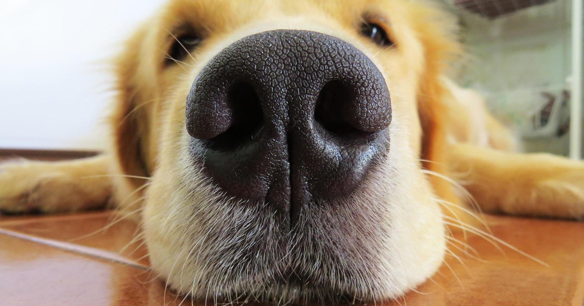 Dogs have unique nose prints