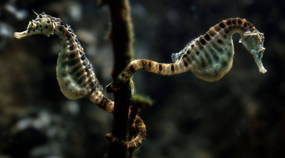 Seahorses mate for life and can often be seen holding each other’s tales
